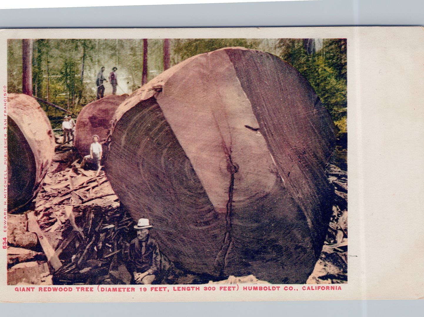 CALIFORNIA CA - Giant 19 Foot Diameter Redwood Tree Humboldt Co. Postcard - udb