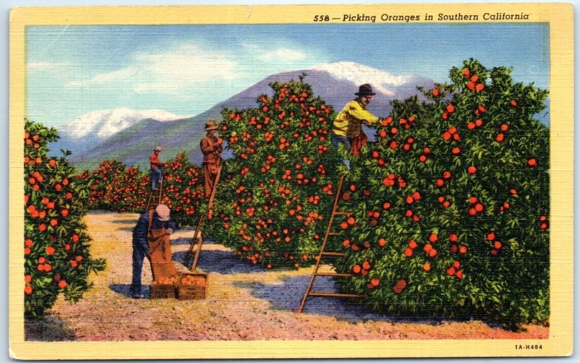 Postcard - Picking Oranges in Southern California, USA
