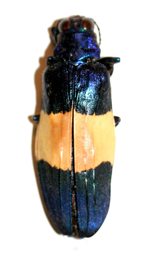 Insect Beetle Coleoptera Buprestidae Chrysochroa castelnaudi-Purple Beauty
