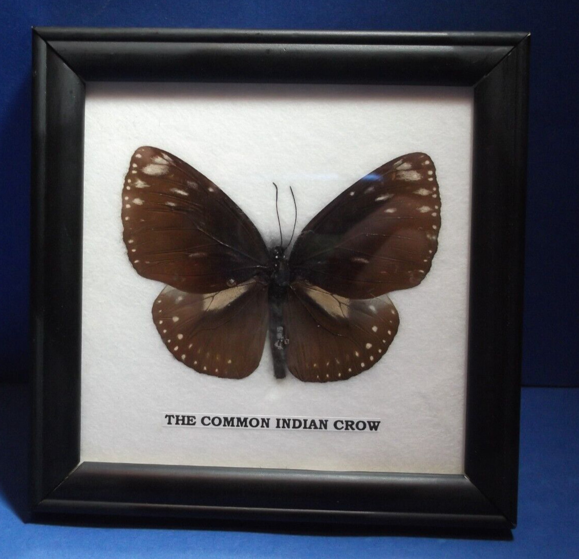 The Common Indian Crow Butterfly Mounted Glass Framed 5\