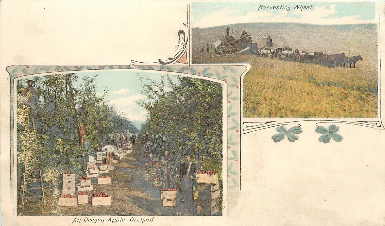 Early Multiview Postcard Art Nouveau Motif, Oregon Apples, Wheat, Agriculture 