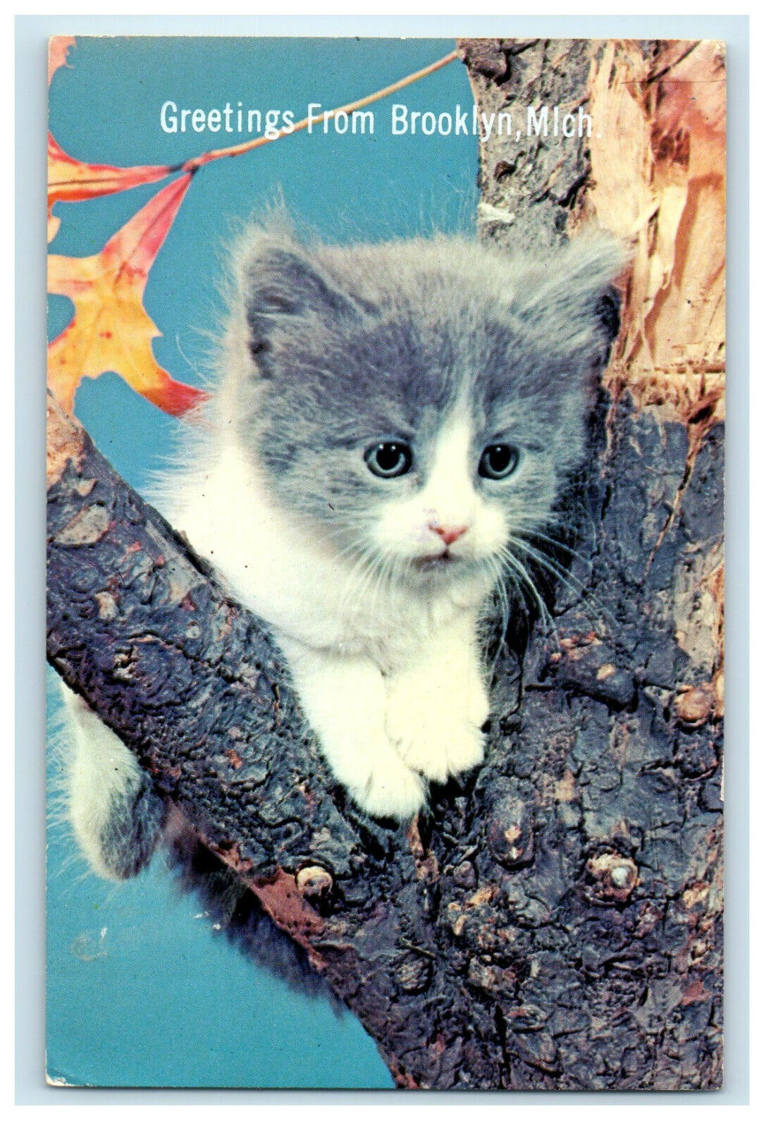 1973 Cat in Tree Branch, Greetings from Brooklyn Michigan MI Postcard