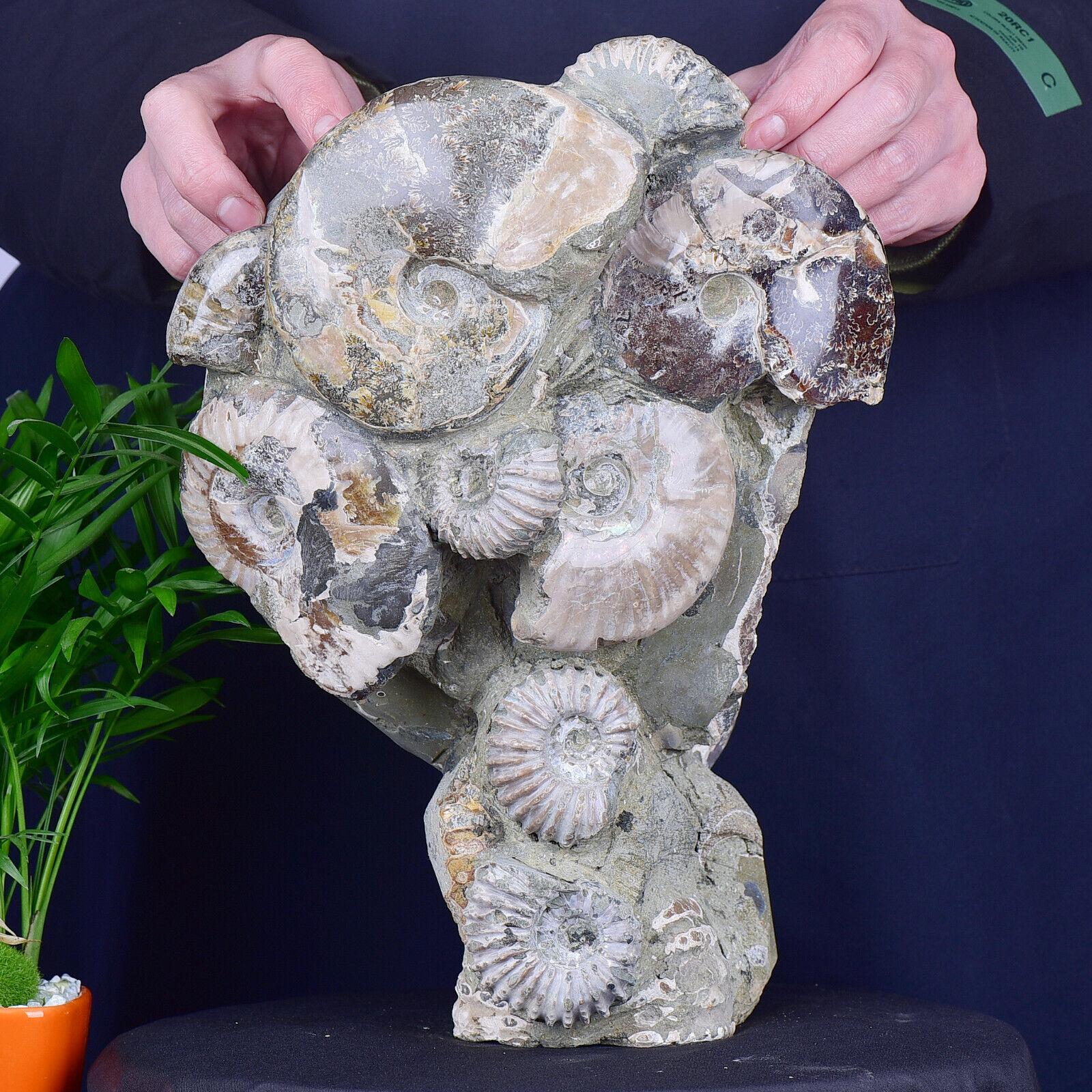 15.3LB Natural conch fossils specimen ornament quartz crystal healing