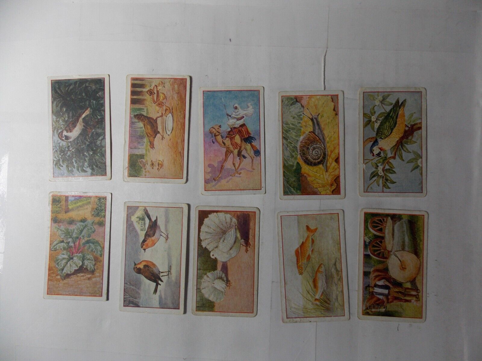 Lot of 10 Goodbody Cigarette Cards Questions & Answers in Natural History 1924