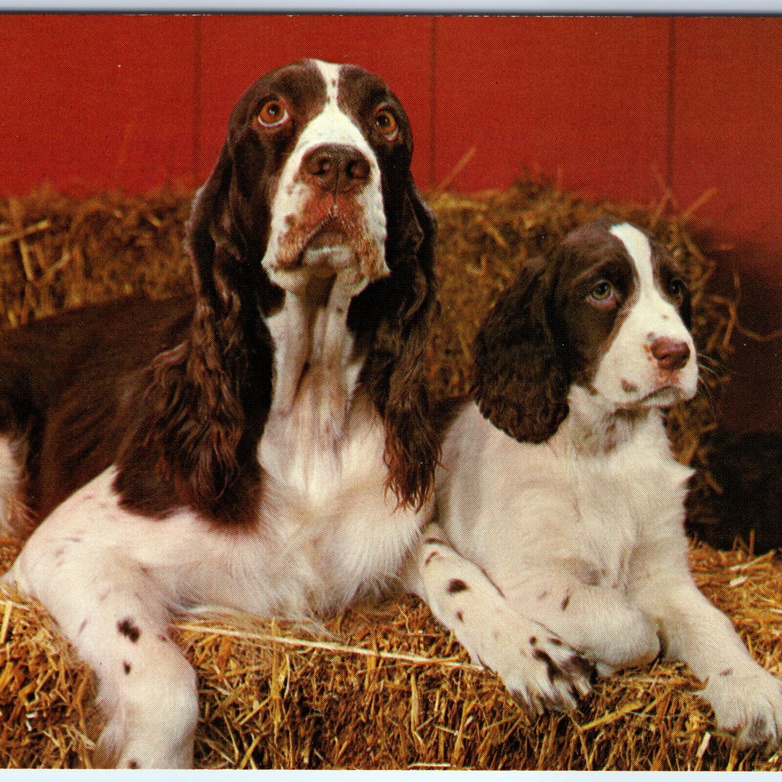 c1960s Cute Mother Dog & Puppy English Springer Spanel Adorable Pup Pet PC A232