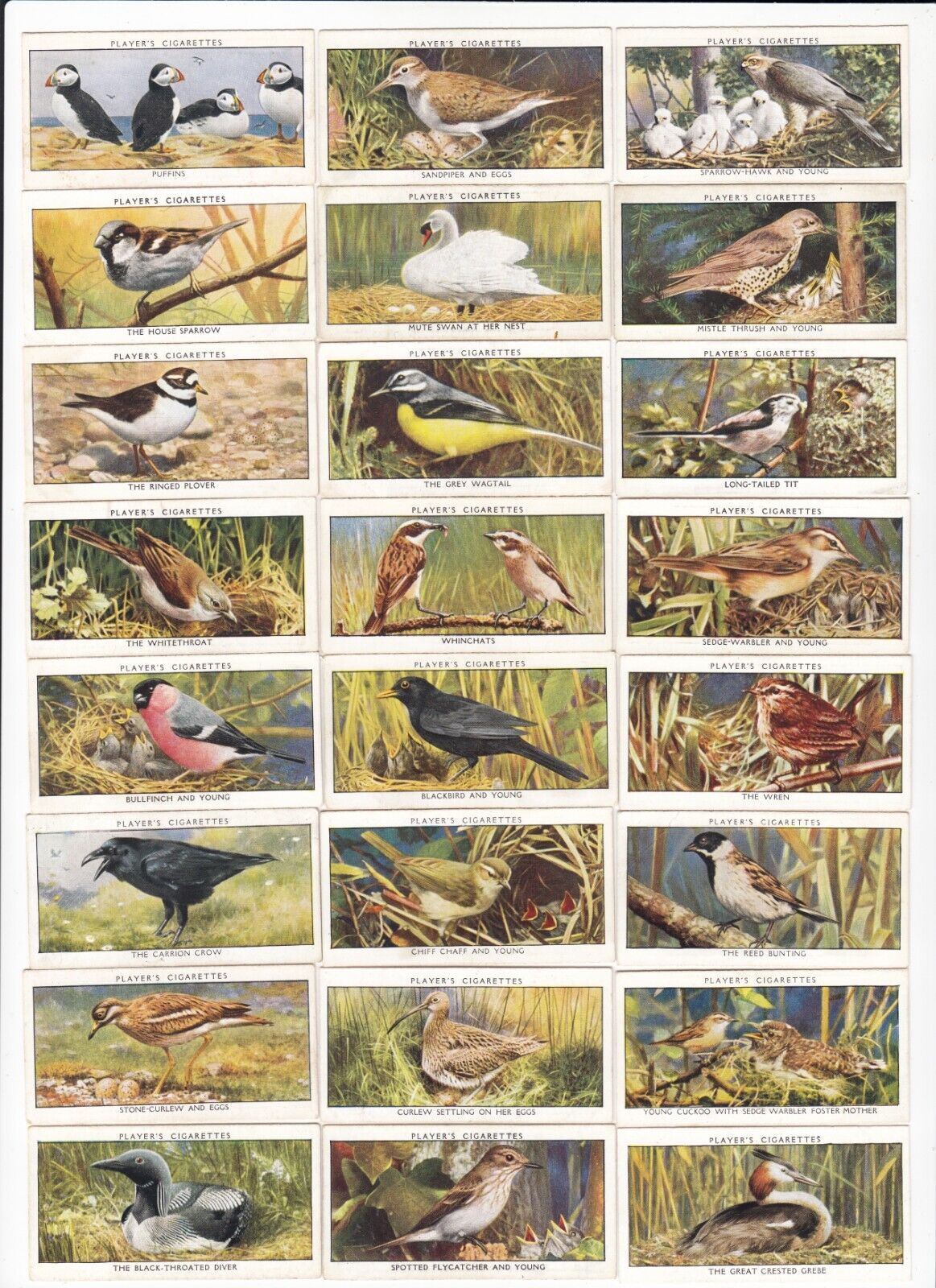 Complete Set of 50 Wild Bird Cards from 1932 OWLS Crow Raven ++++