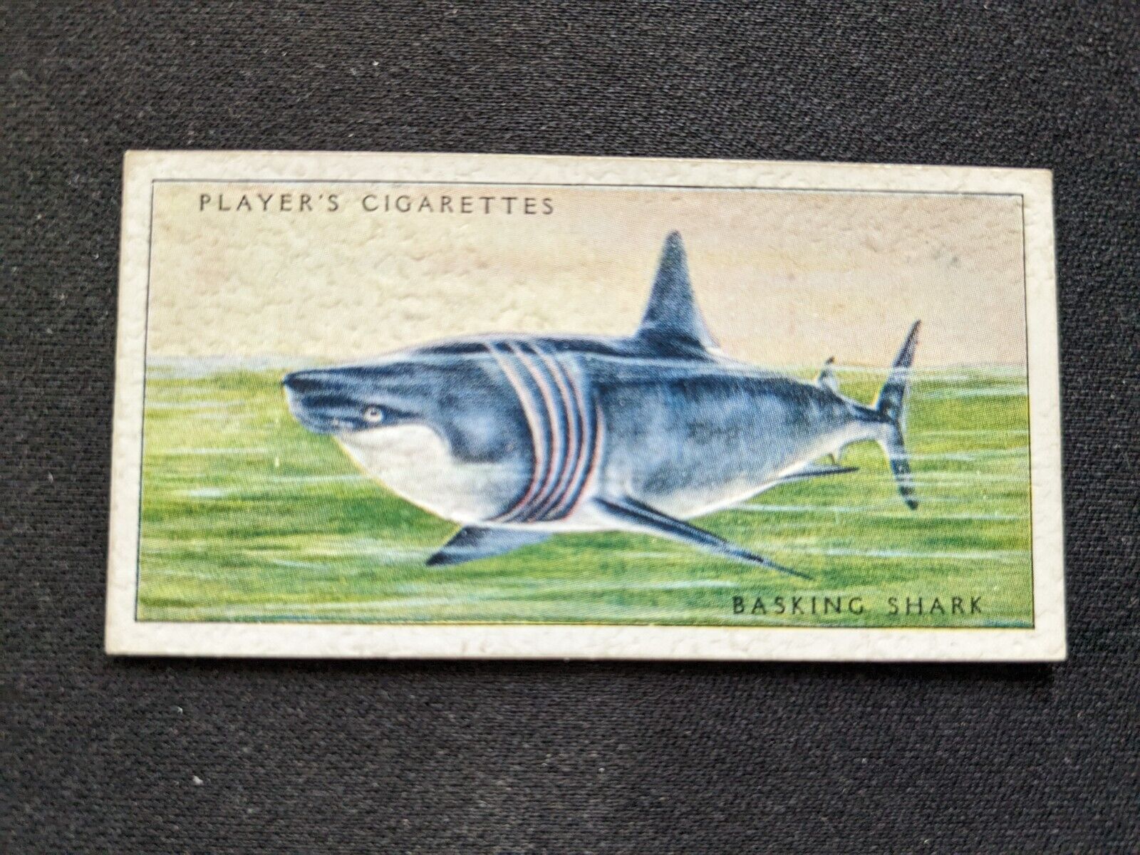 1935 John Player & Sons Sea Fishes Card # 2 Basking Shark (VG/EX)