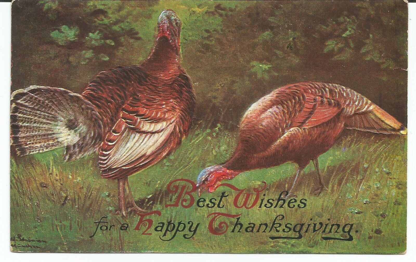 Thanksgiving Wild Turkeys in Field Posted 1909 Vintage Postcard