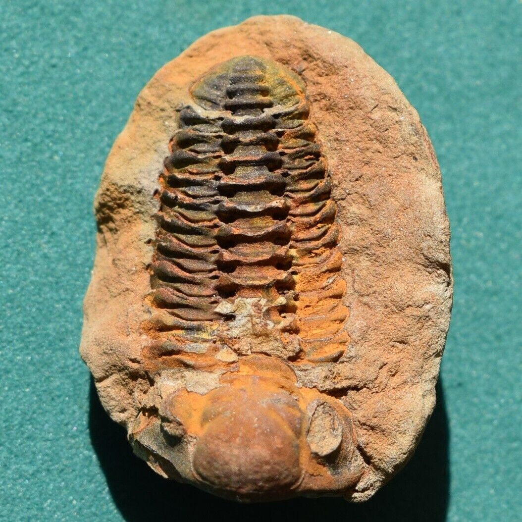 Colorful Trilobite Fossil Acastoides verneuili Bolivia Devonian