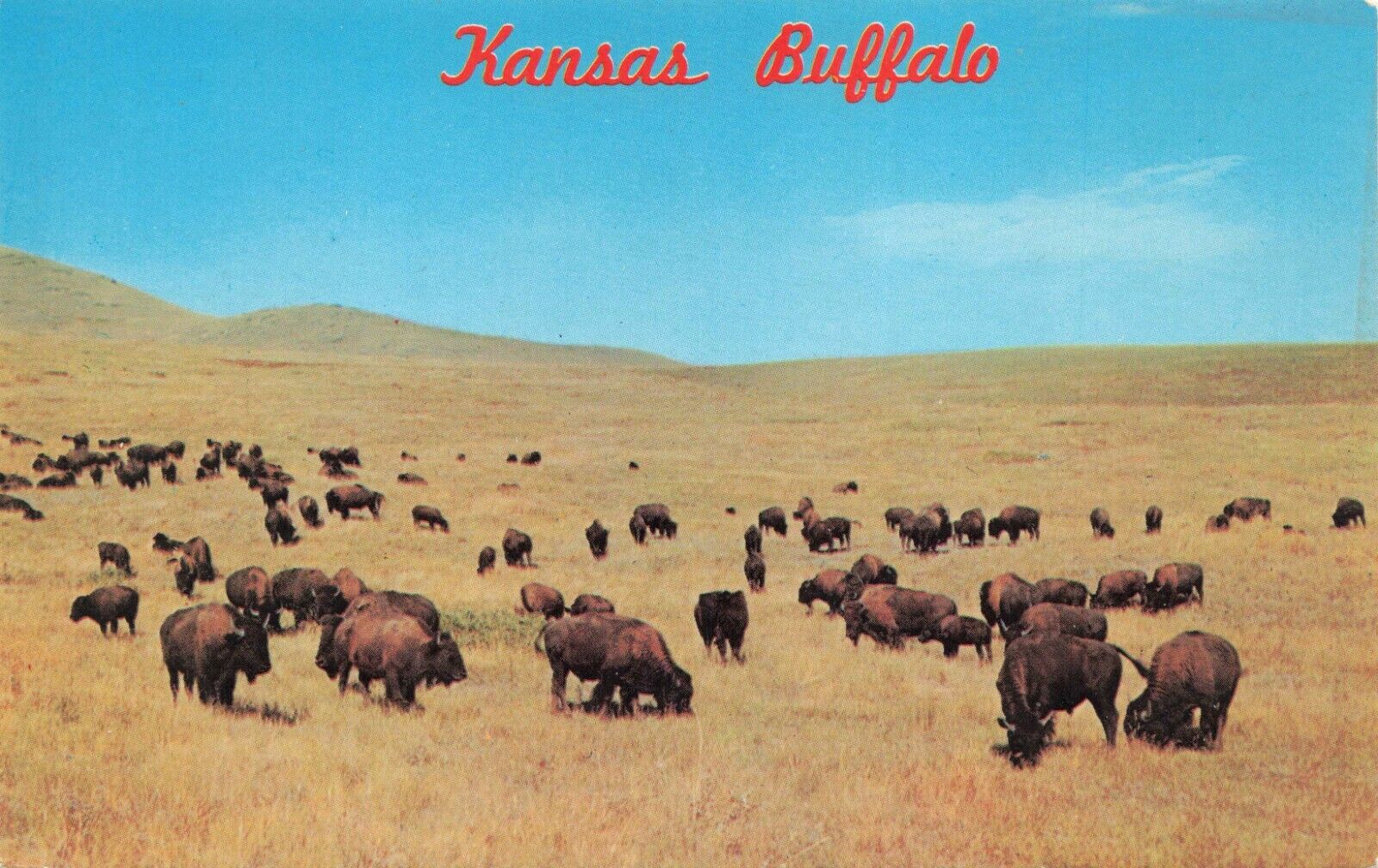 Postcard Ephemera Kansas KS Buffalo Herd Midwest Plains USA