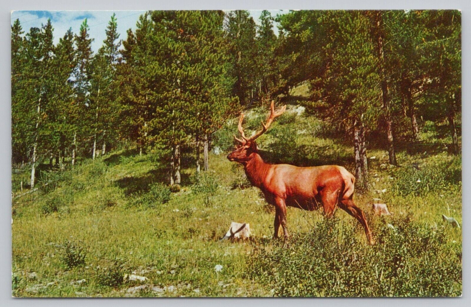 Postcard Canadian Elk in Forest