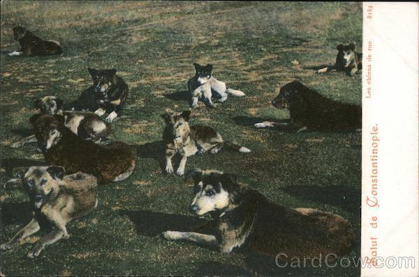 Dogs Turkey Salut de Constantinople Postcard Vintage Post Card