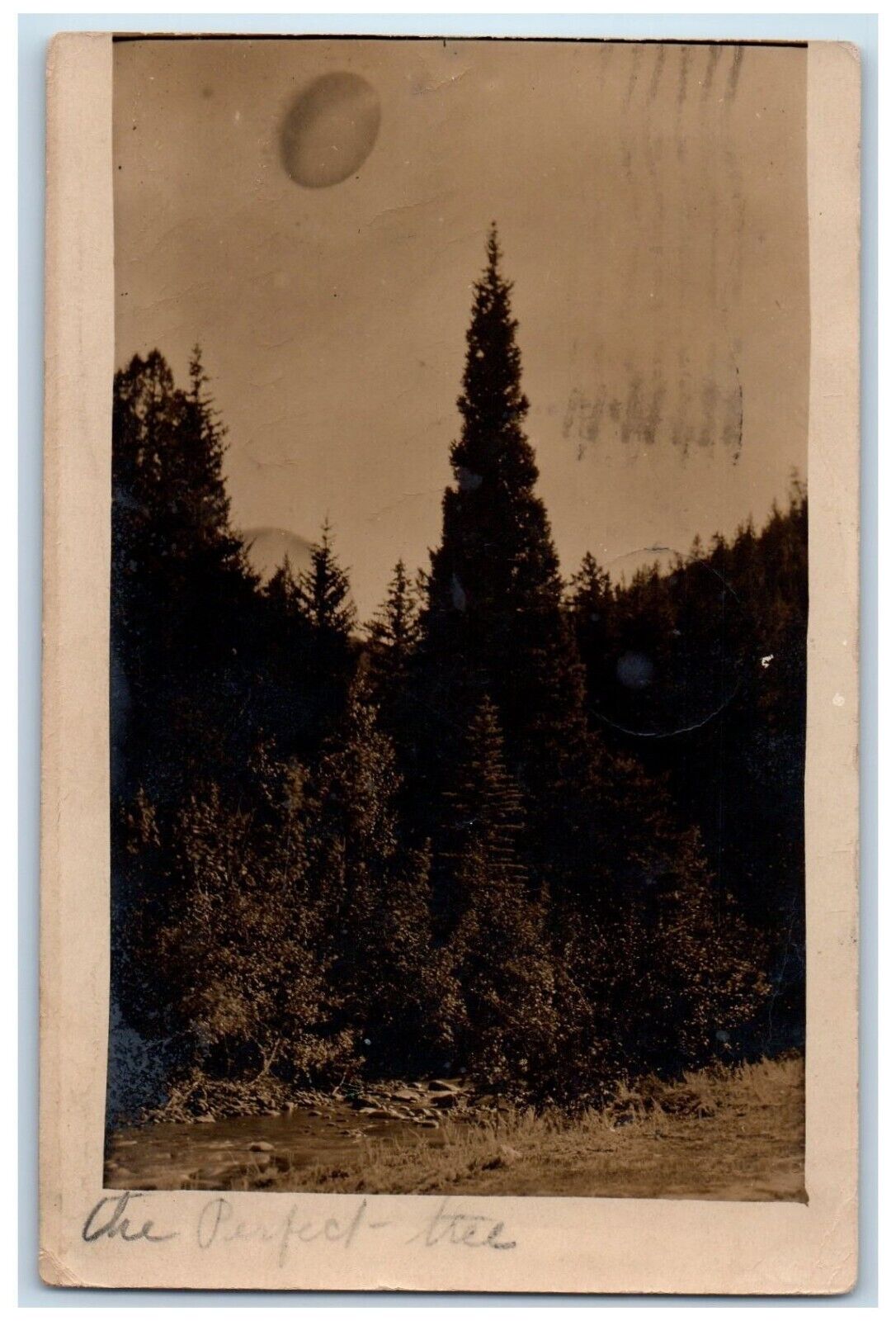 1908 Candid The Perfect Tree Forest Boulder Colorado CA RPPC Photo Postcard