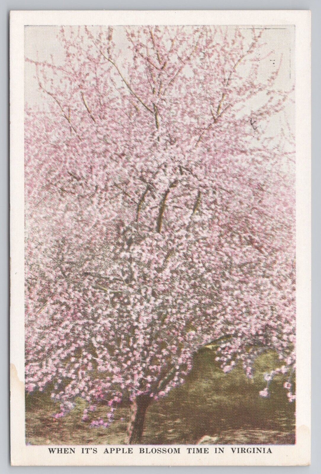 Apple Blossom Time Virginia Blooming Tree Pink Blossoms 1930s Stained Postcard