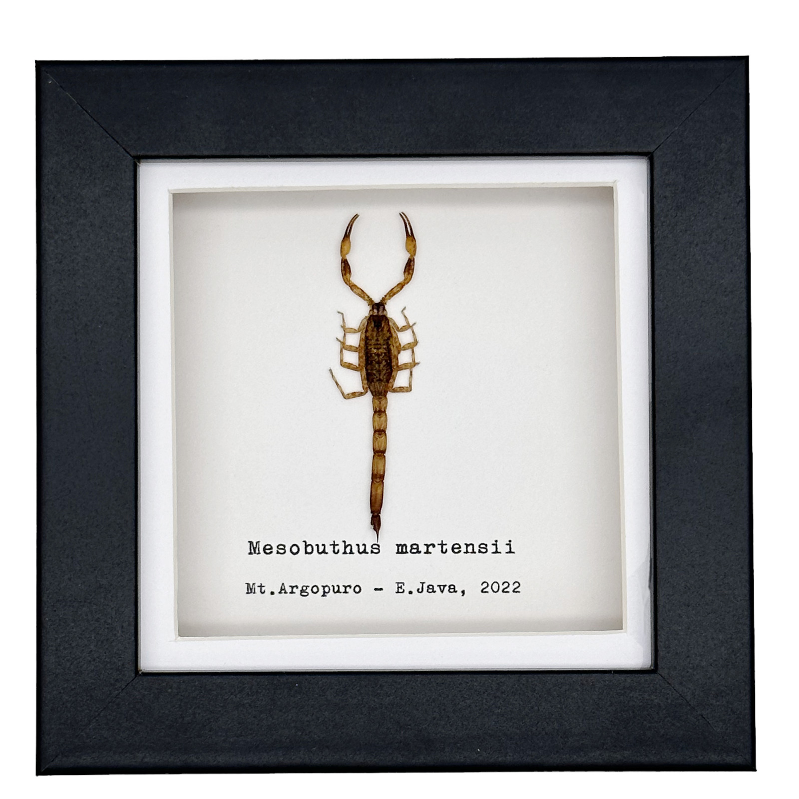 Manchurian scorpion Mesobuthus martensii, Shadow Box Mounted Entomology Specimen