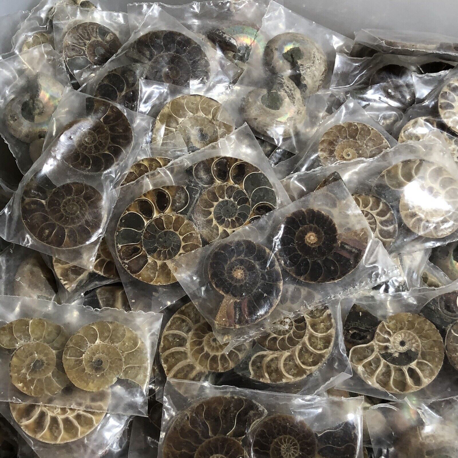 50 pair  of Split Ammonite  Specimen Shell Healing Madagascar