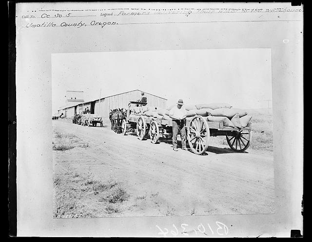 Farmers delivering their wheat to the warehouse, Umatilla County, Oregon