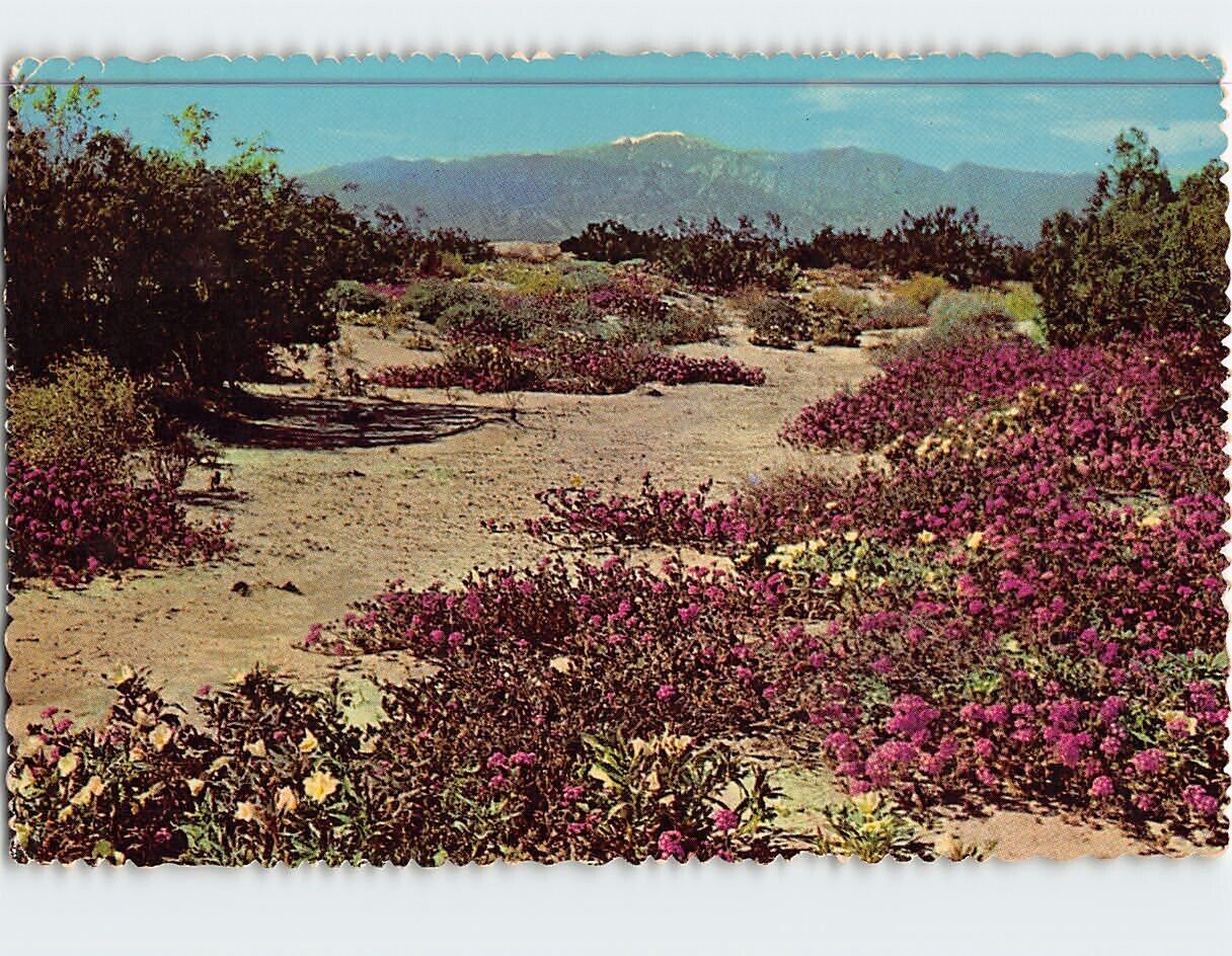 Postcard Springtime On The Desert USA