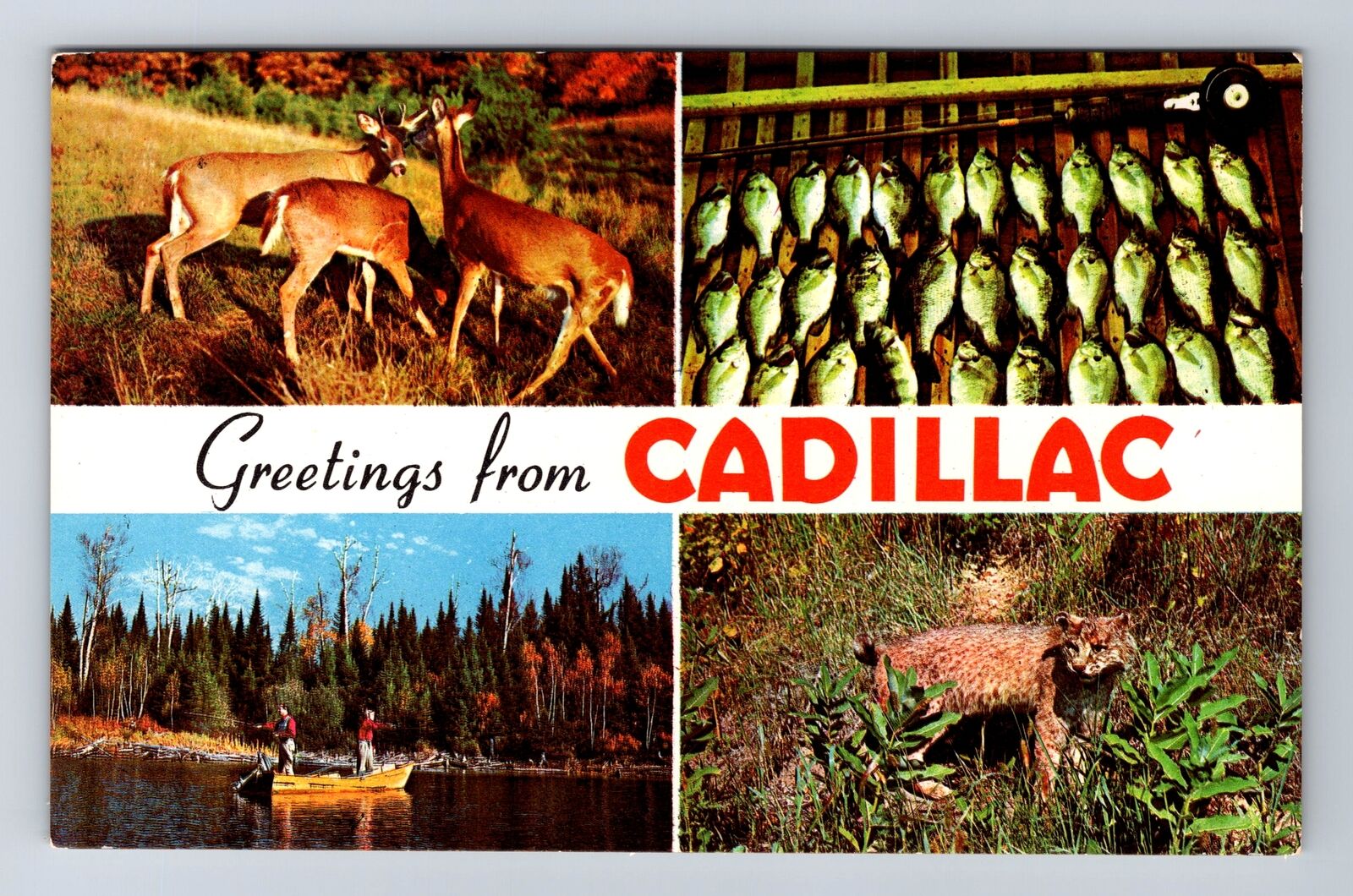 Cadillac MI-Michigan, Banner Greetings, Deer, Fishing, Vintage Postcard