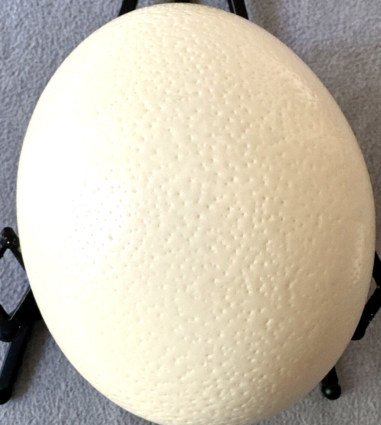 Large Ostrich Egg Shell with Single Bottom Hole for Arts & Crafts Blown Out
