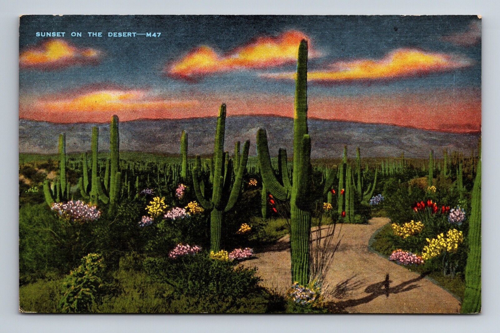 Sunset on the Desert Spring Blooms Cacti Postcard
