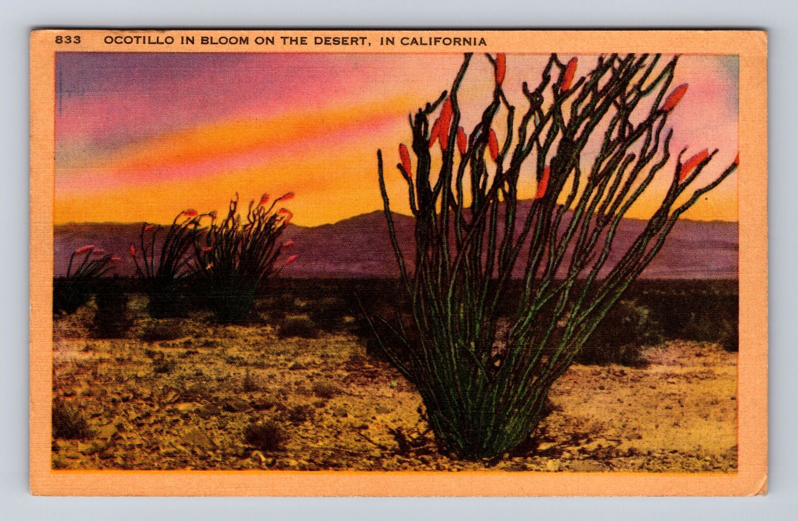 CA-California, Ocotillo in Bloom on the Desert, Antique Vintage Postcard