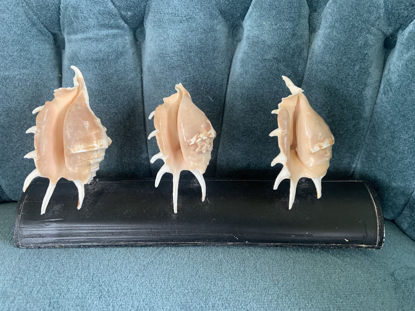 Lambis Spider Conch Seashell Specimen X 3, mounted display Ocean