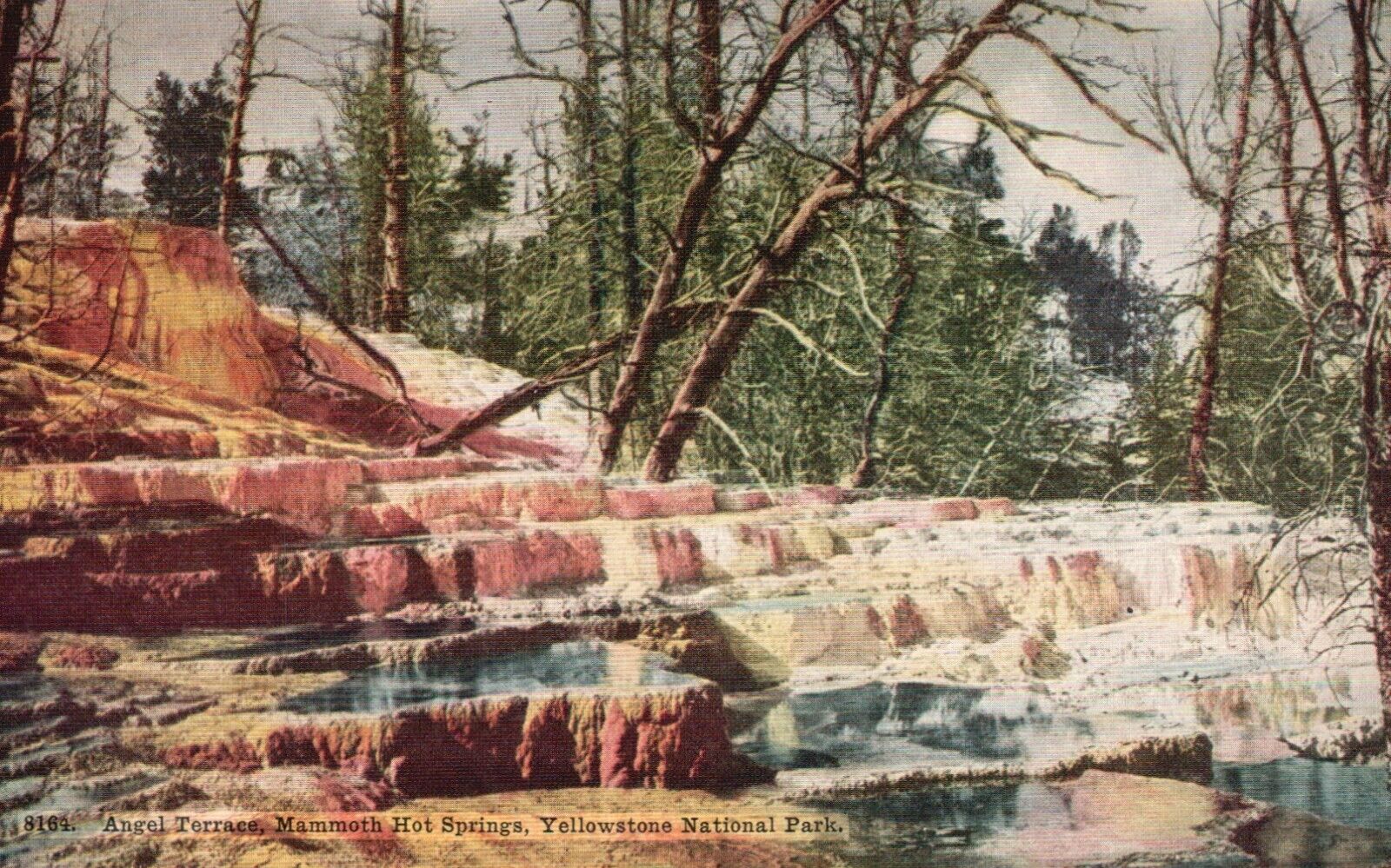 Yellowstone National Park, WY, Angel Terrace, Mammoth Hot Springs Postcard b6783