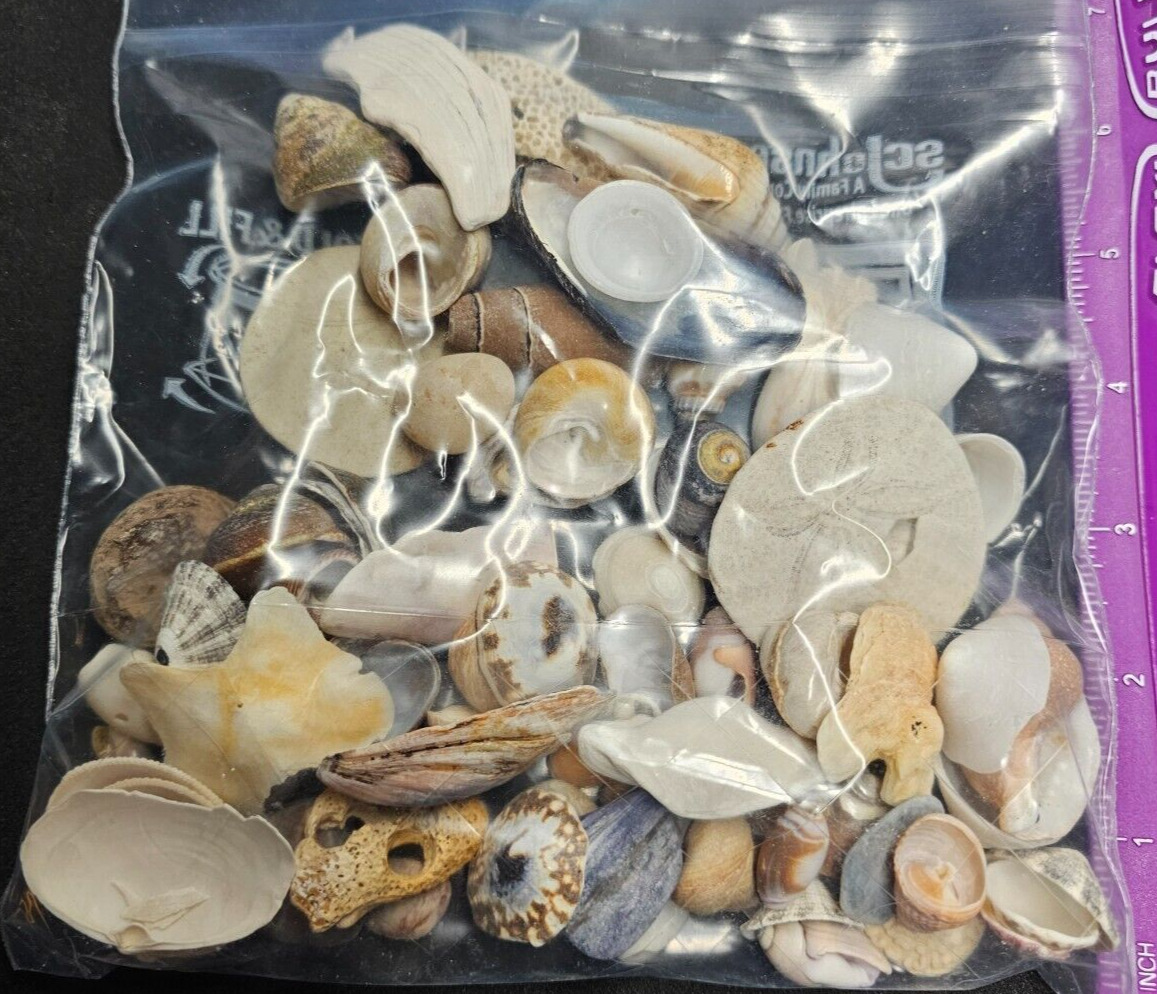 Small Sea Shell Lot for Decoration, Art, Crafts or Refinding