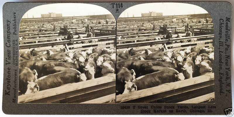 Keystone Stereoview Cattle At Union Stock Yards Chicago of 1930’s T600 Set #T114