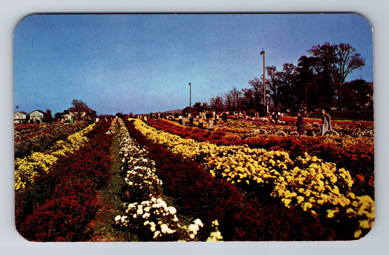 North East PA-Pennsylvania, Mums, Flowers, Antique, Vintage Souvenir Postcard