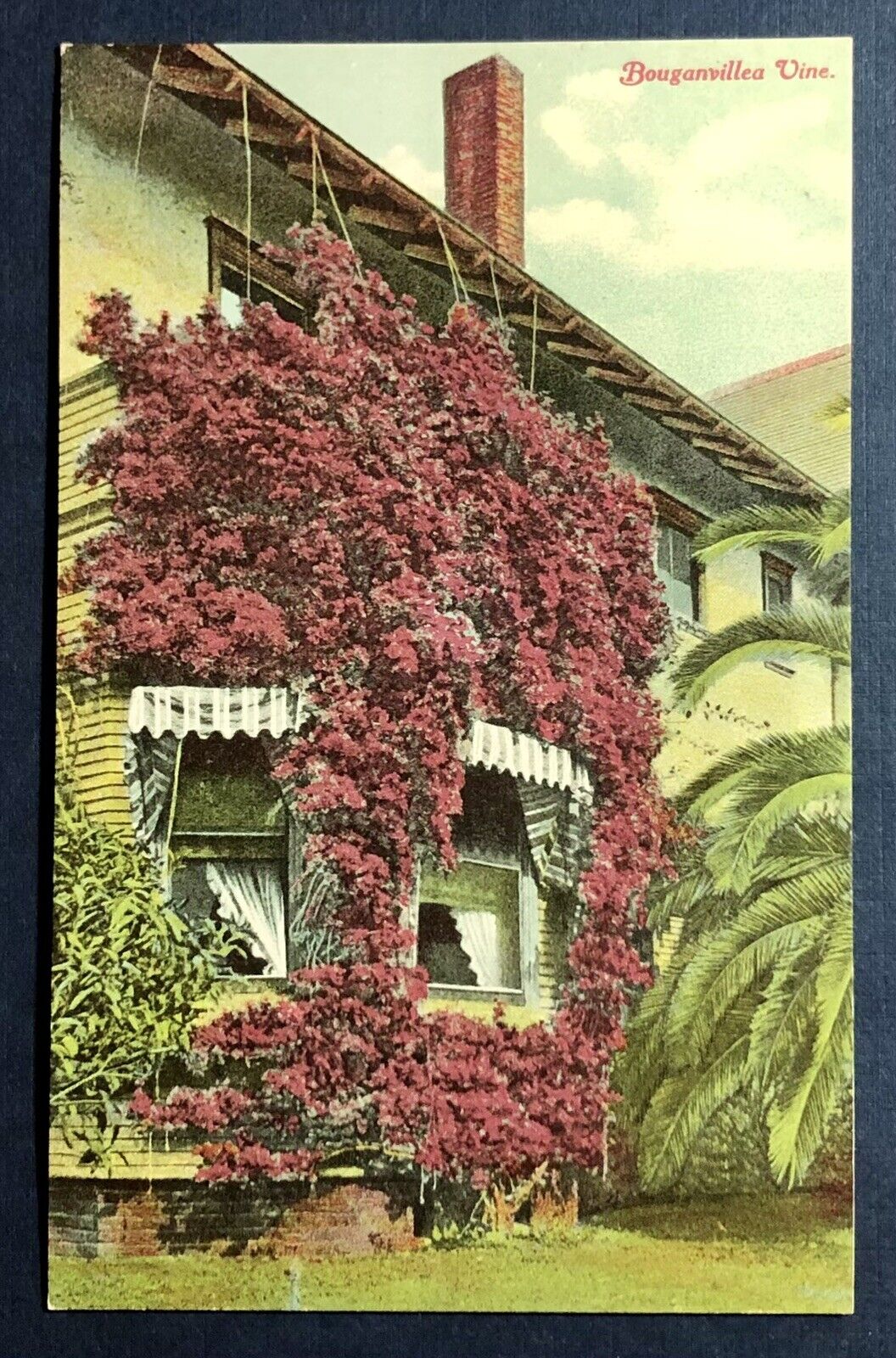 Postcard California Bougainvillea Vine on House Palm Tree c1910