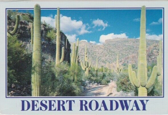 Desert Roadway Through The Saguaros, Arizona
