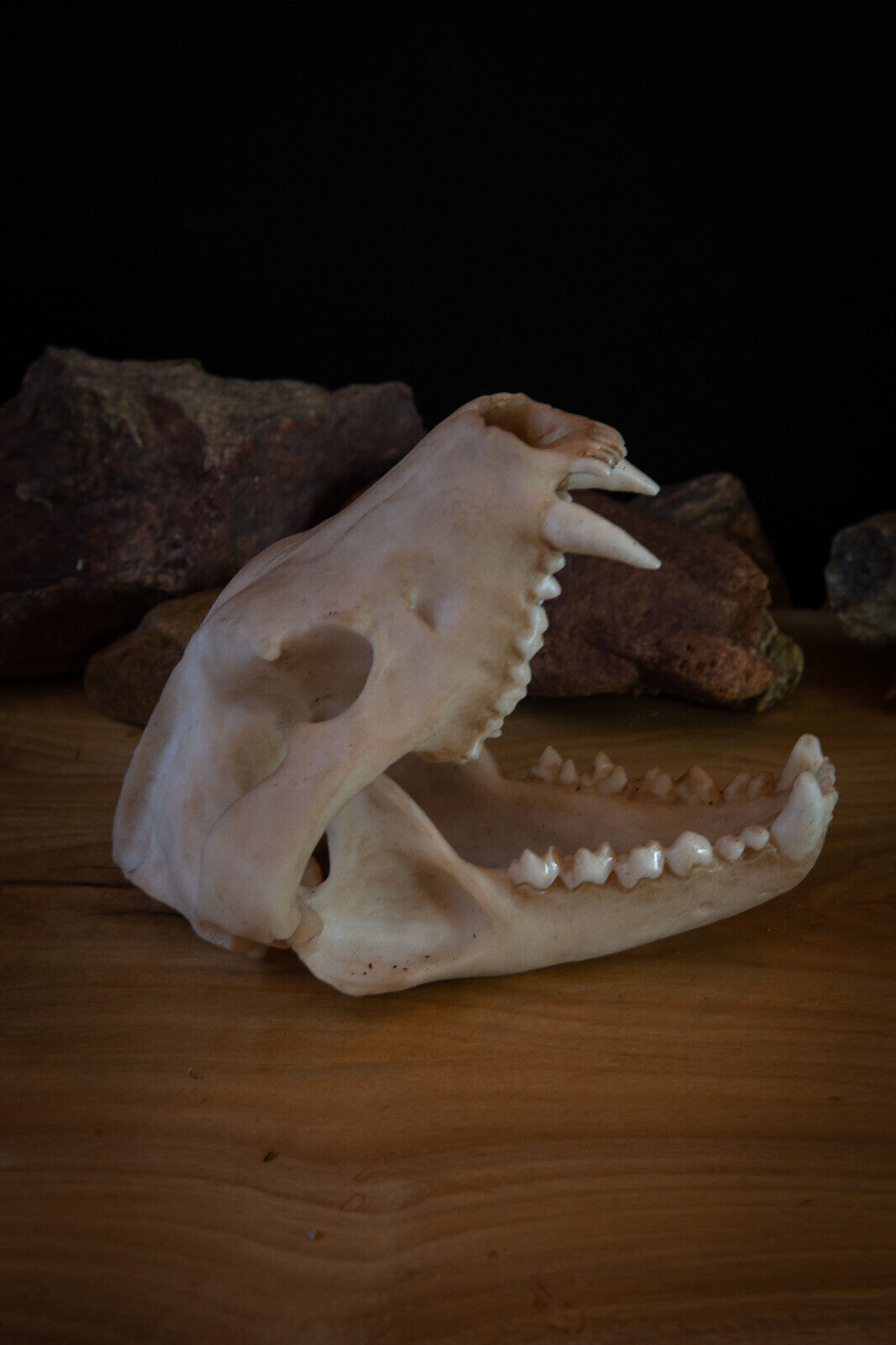Tasmanian Devil life sized Skull - Quality replica - FREE world wide shipping