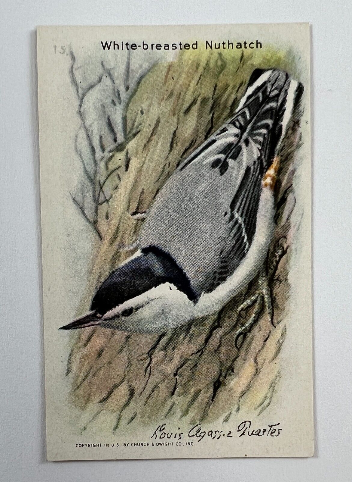 1936 Church & Dwight J96 Useful Birds of America 15 White Breasted Nuthatch NSB4