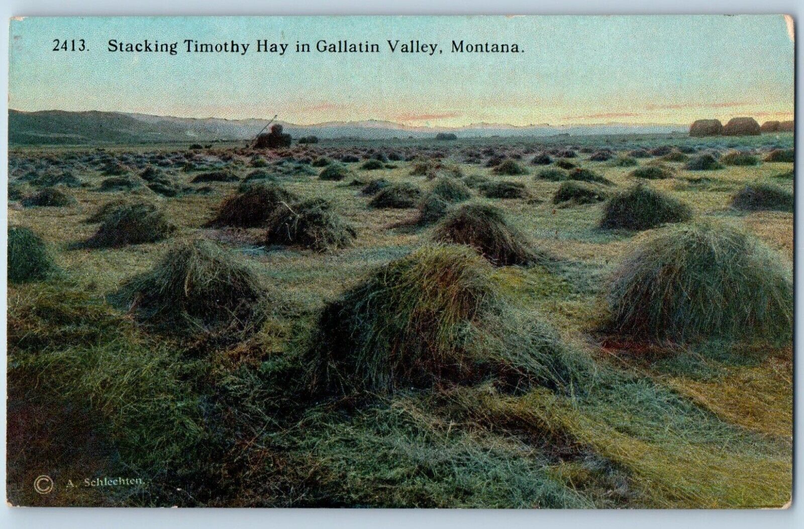 Gallatin Valley Montana Postcard Stacking Timothy Hay Scene 1910 Vintage Antique