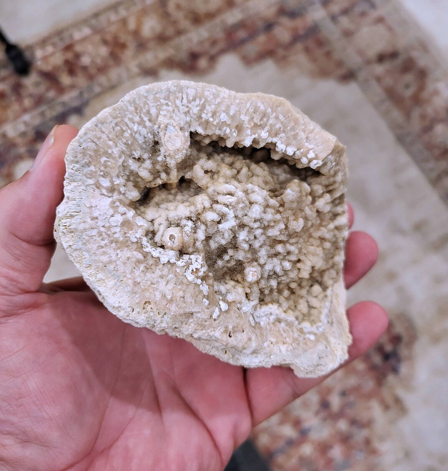 FLORIDA AGATIZED FOSSIL CORAL GEODE