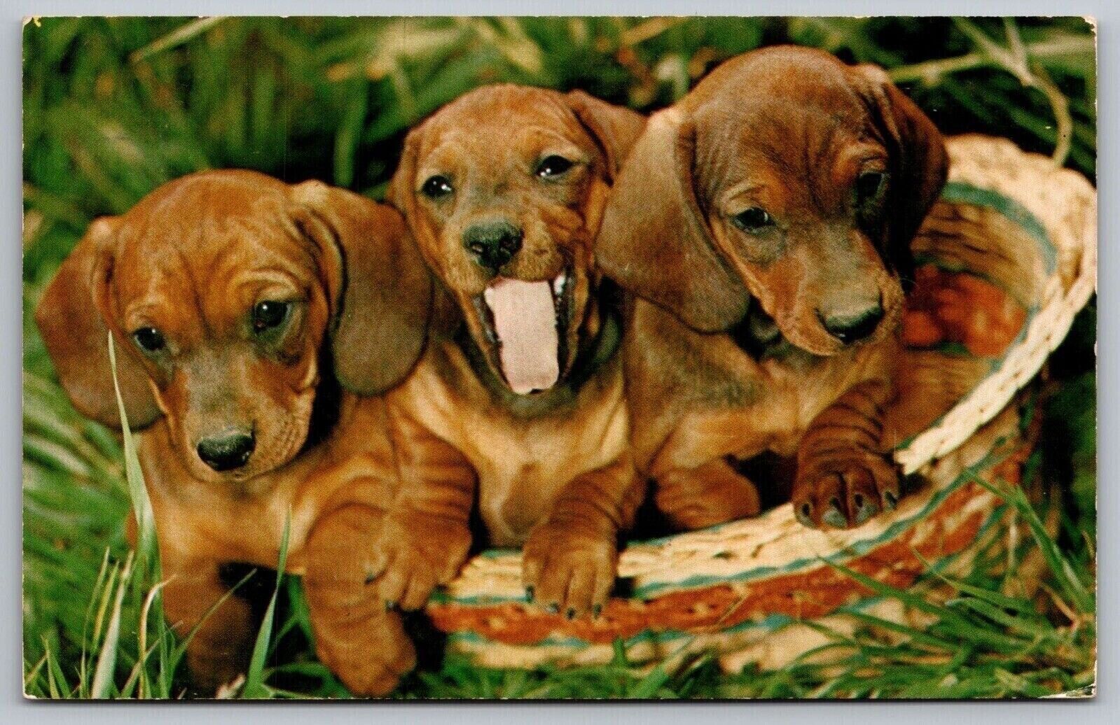 Dachshund Puppies Weiner Dog Pups Postcard PM La Grande OR Cancel WOB Note VTG