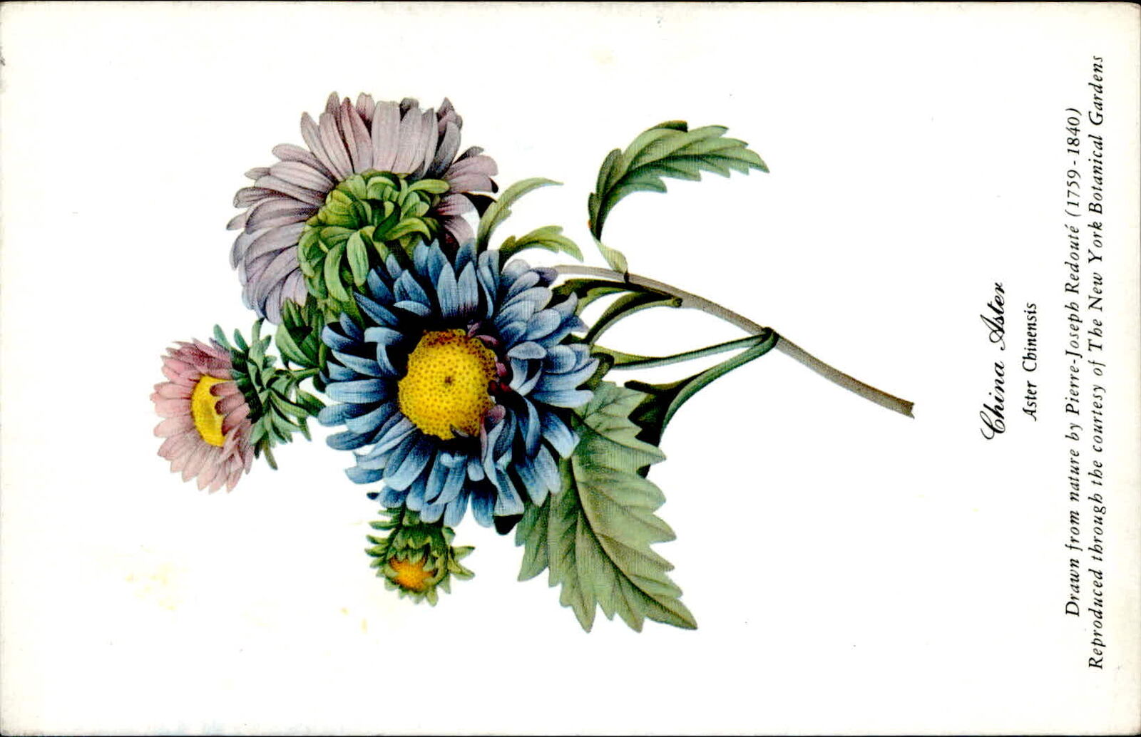 Postcard: China Aster Aster Chinensis Drawn from nature by Pierre-Jose