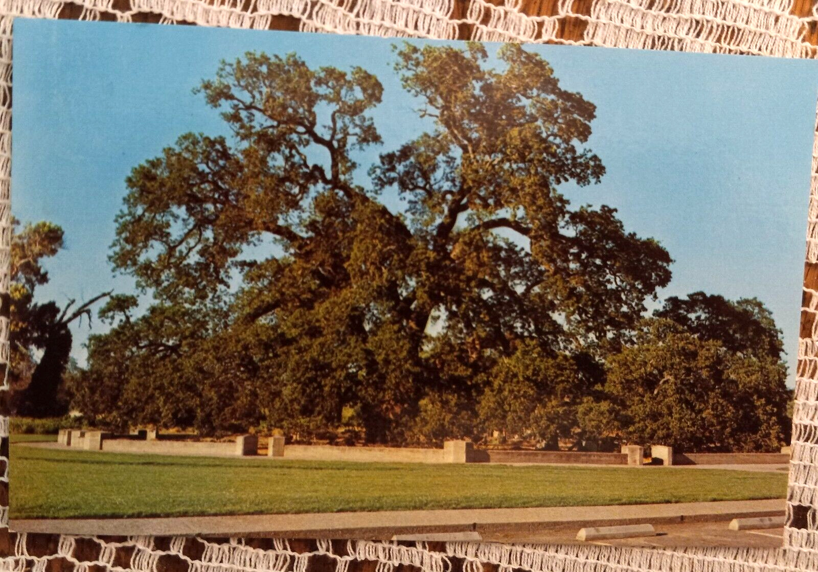Sir Joseph Hooker Oak Tree Chico California CA 1000 Years Old Vintage Postcard