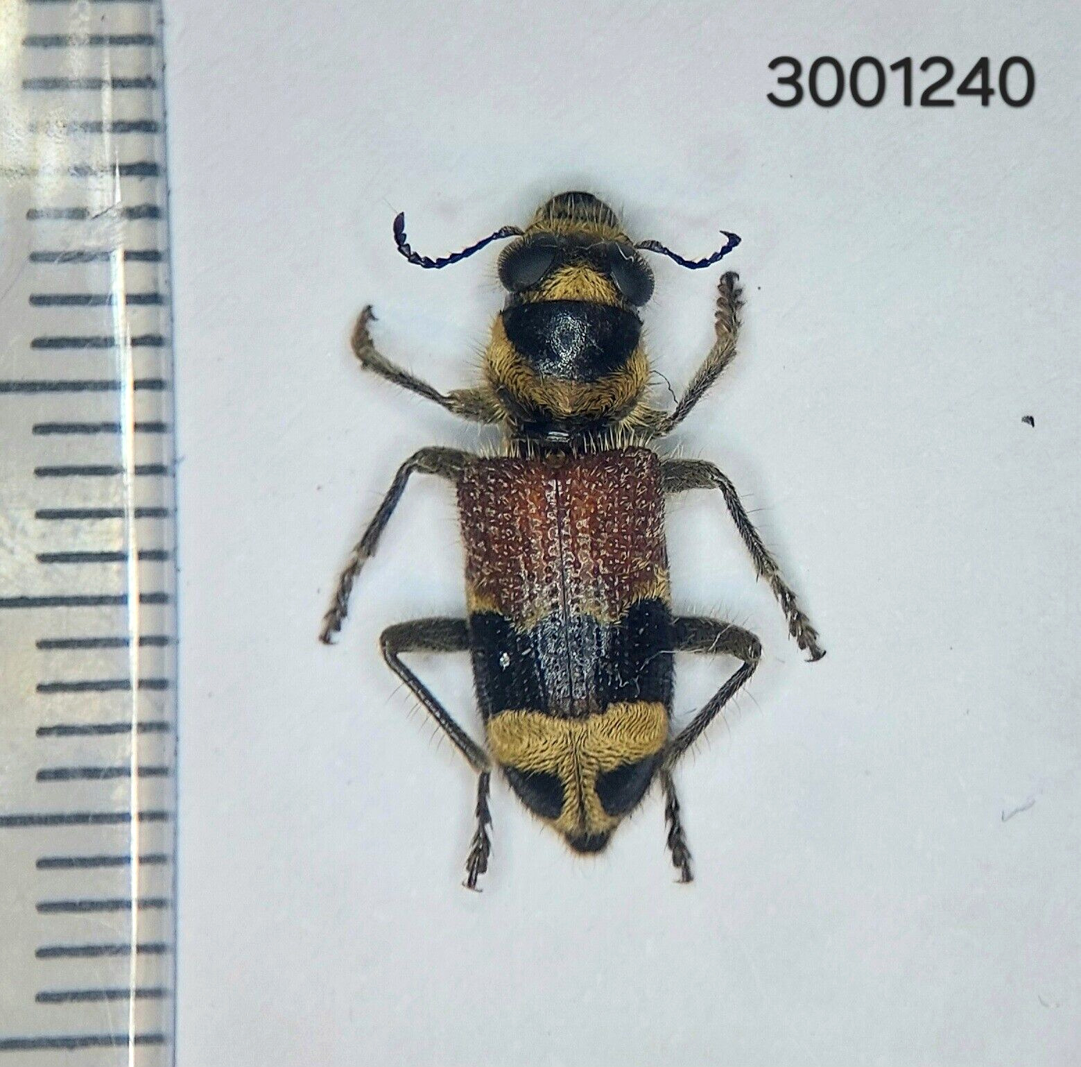 Cleridae sp. #1240 A1 NORTH THAILAND
