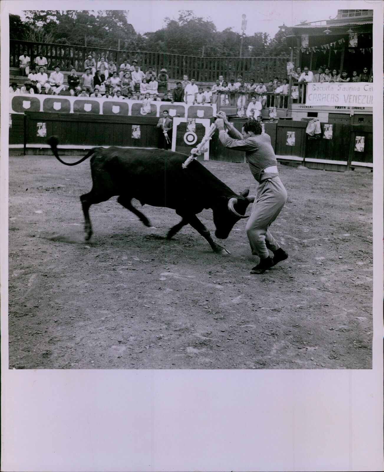 LG867 1954 Orig Hamilton Wright Photo SPANISH STYLE BULLFIGHTING Charging Animal