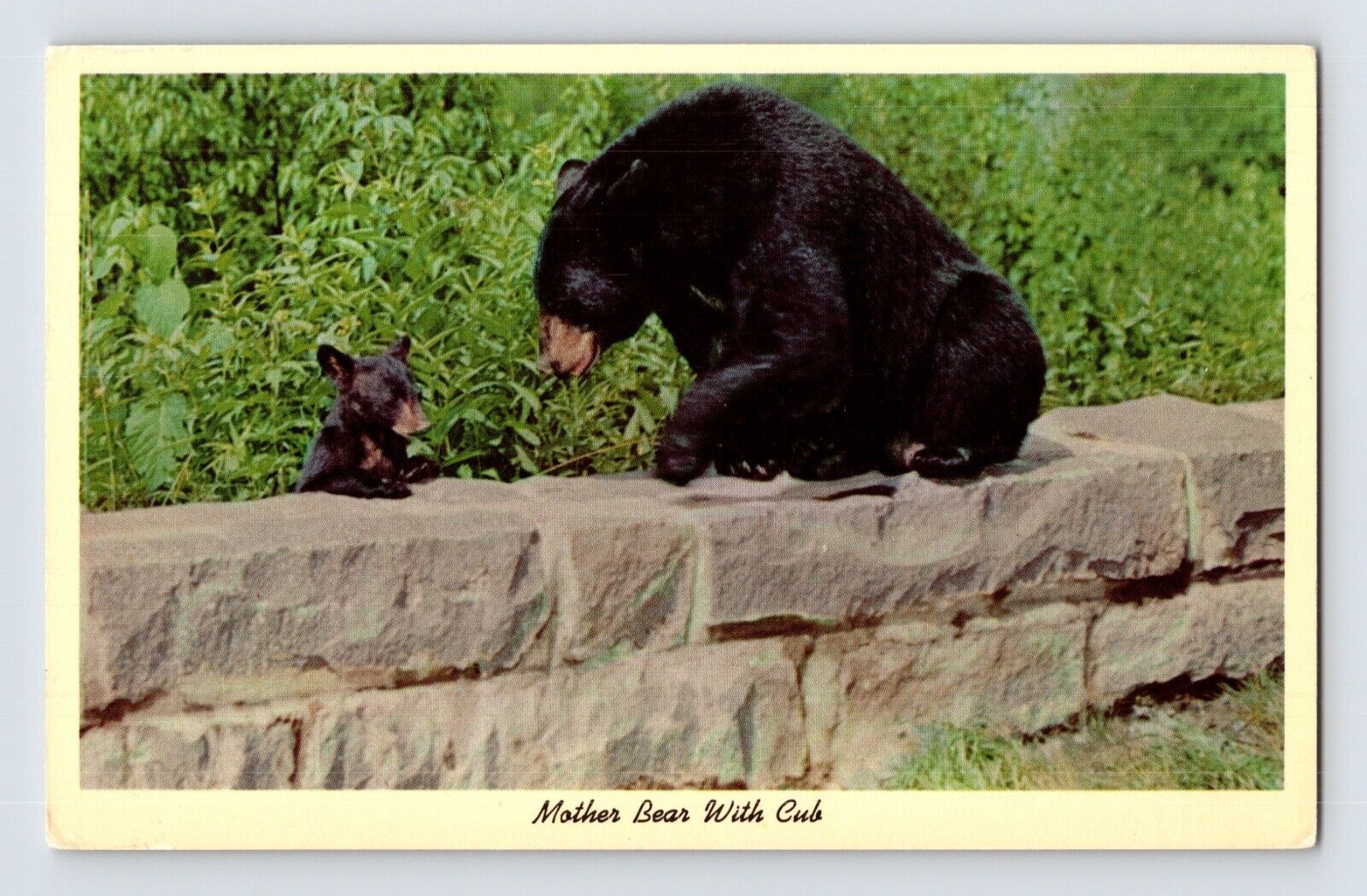 Postcard Bear Cub 1960s Unposted Chrome