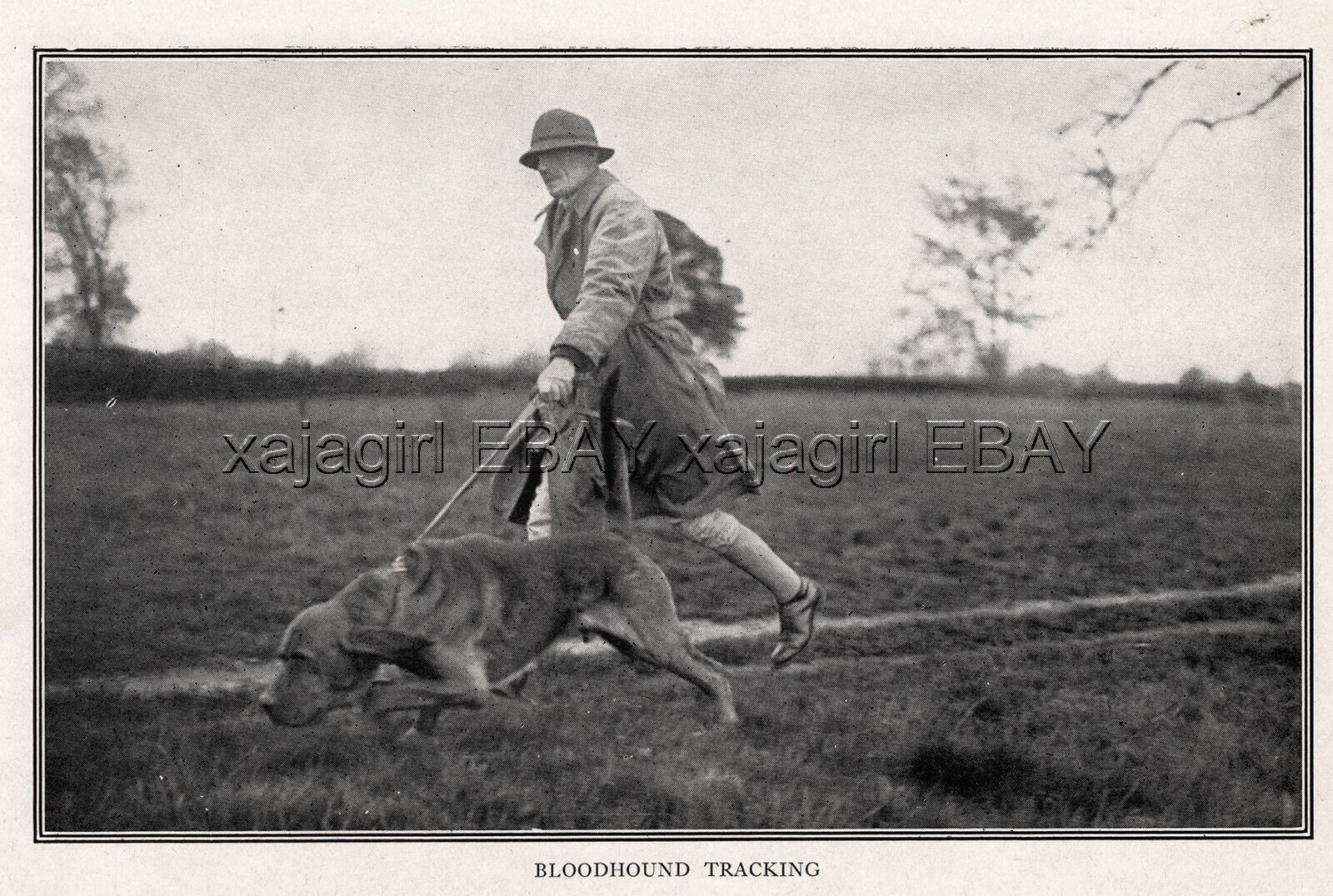 DOG Bloodhound Tracking Search Dog, Rare WWI Print c.1916 Antique Print