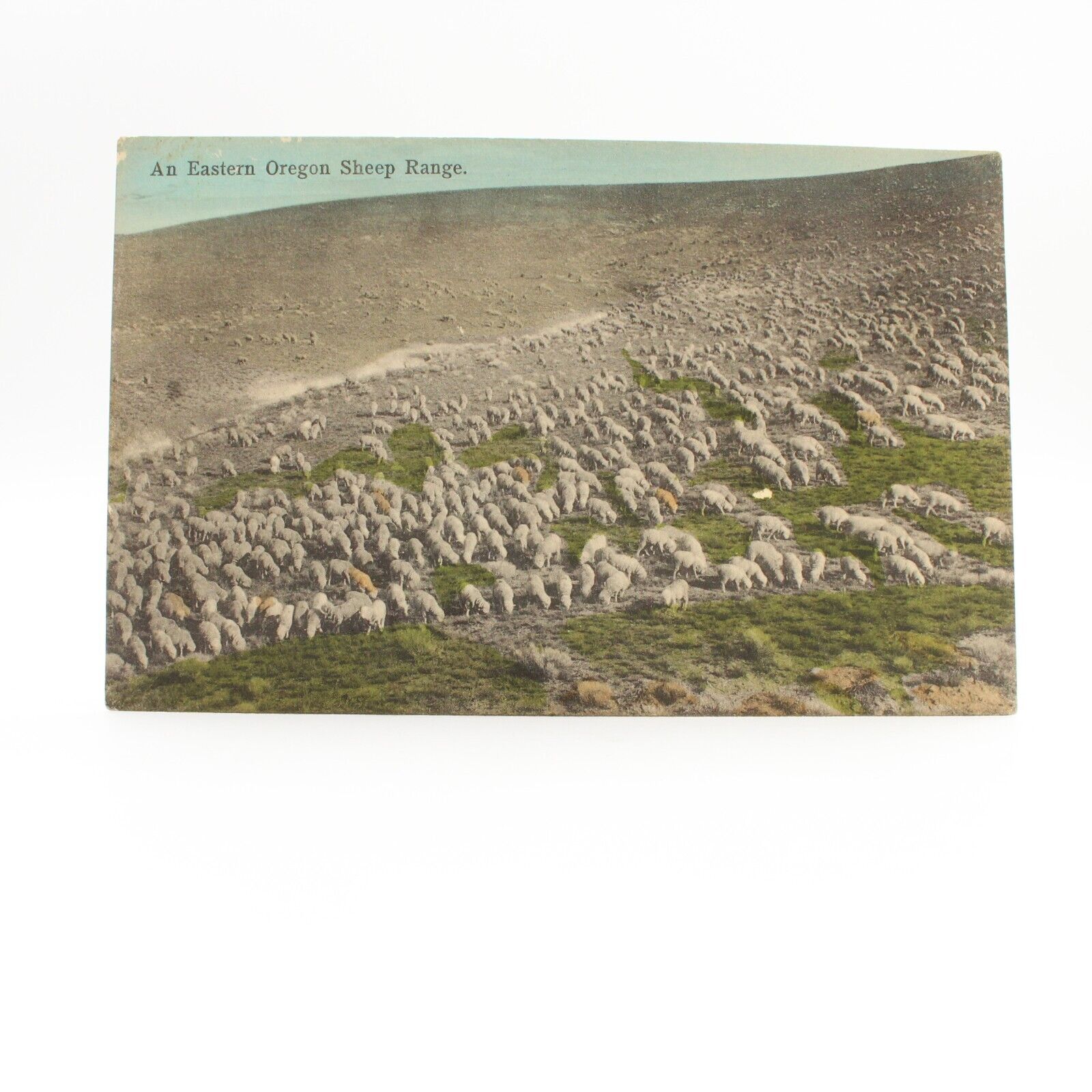 An Eastern Oregon Sheep Range Portland Oregon OR Vintage Unposted Postcard