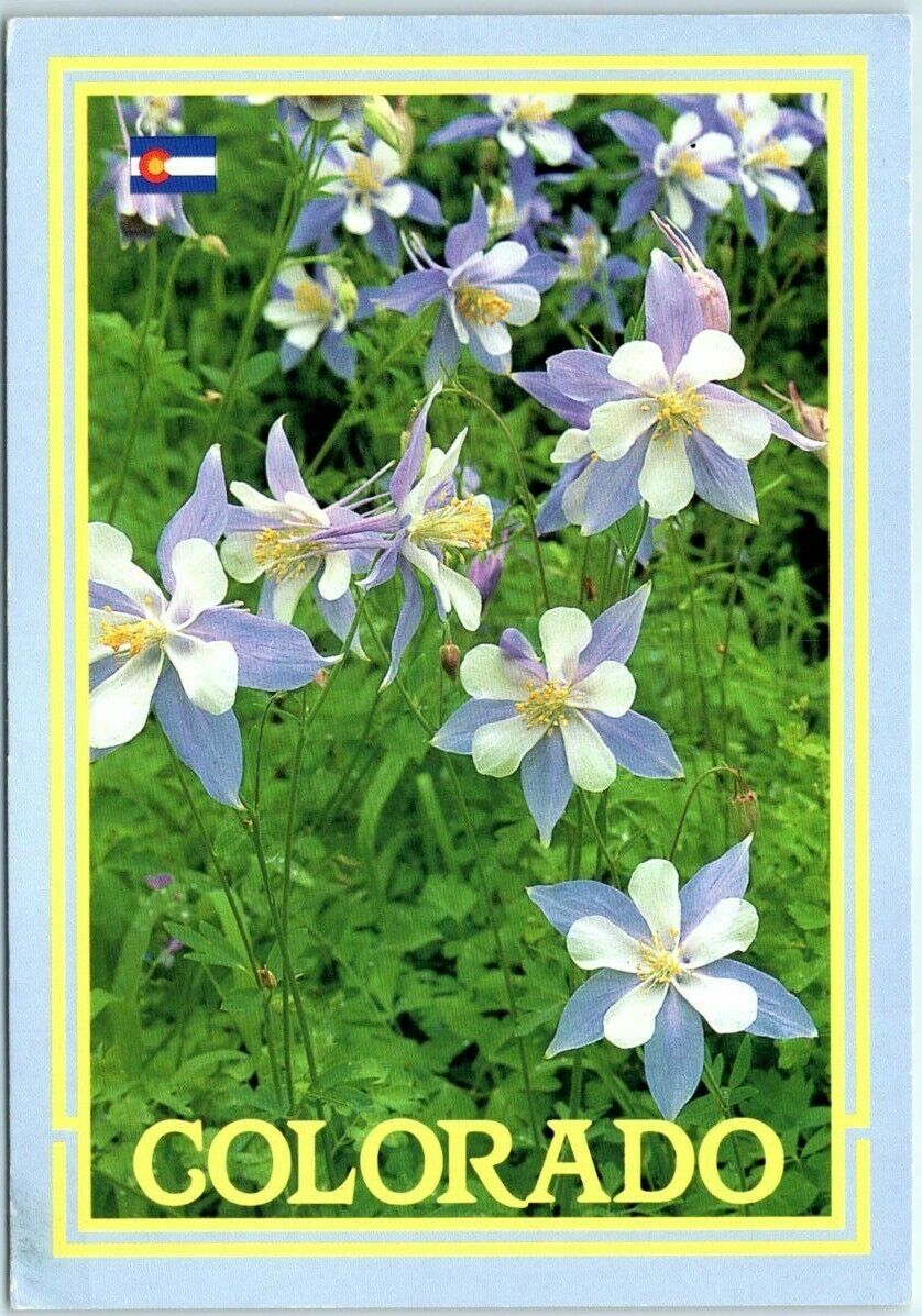Postcard - Columbine, Colorado\'s State Flower