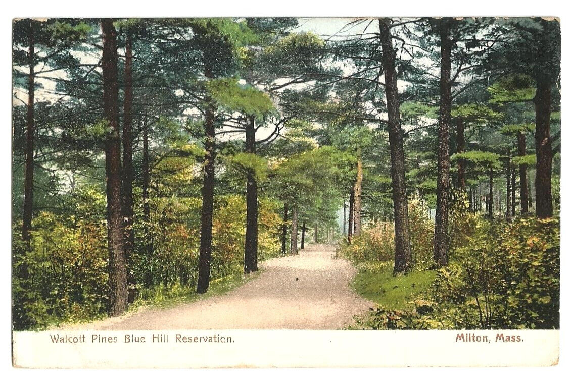 Milton MA Postcard Massachusetts Walcott Pines Blue Hill Reservation  c1905