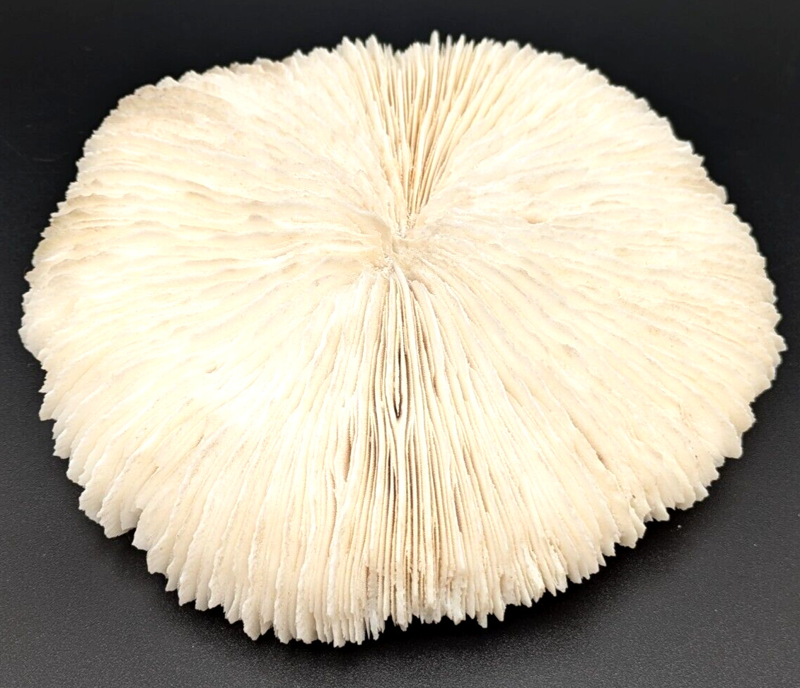 Natural White Fossil Specimen Mushroom Coral Skeleton