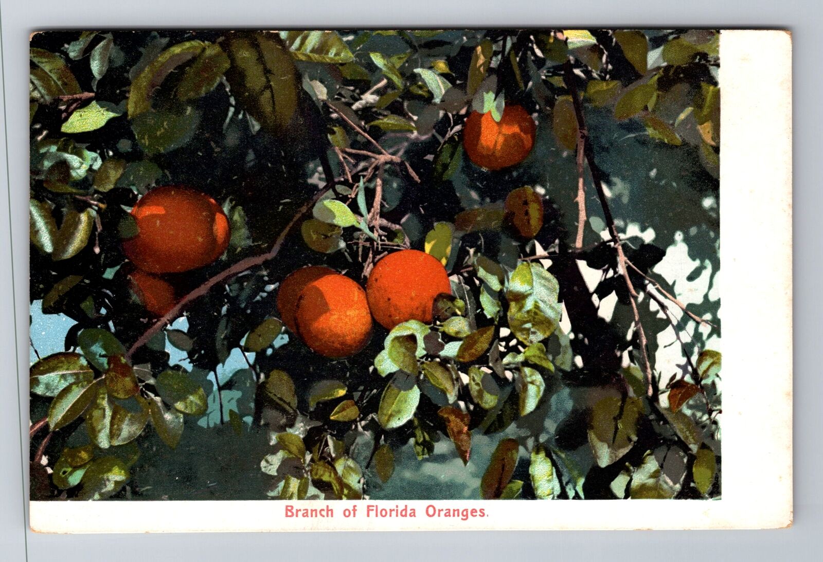 FL-Florida, General Greeting, Branch of Florida Oranges Antique Vintage Postcard