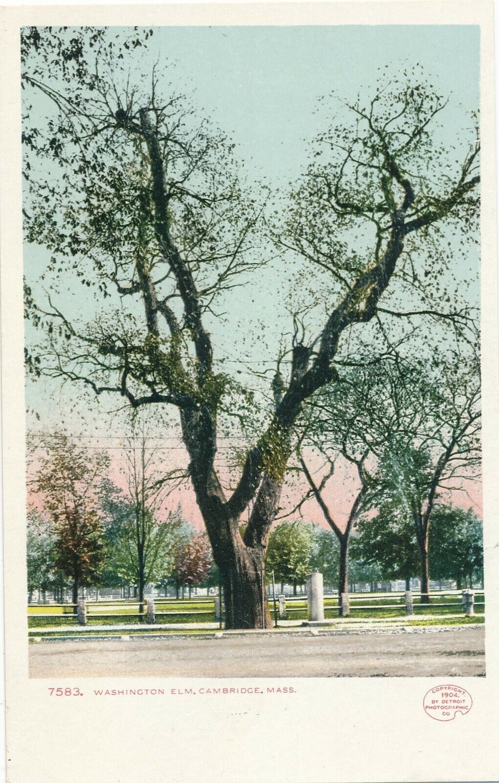 CAMBRIDGE MA – Washington Elm – udb (pre 1908)